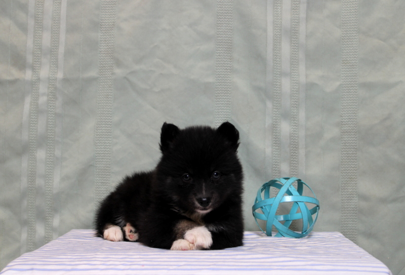 puppy, for, sale, Pomsky, Matthew B. Stoltzfus, dog, breeder, Gap, PA, dog-breeder, puppy-for-sale, forsale, nearby, find, puppyfind, locator, puppylocator, aca